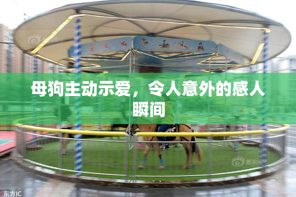 母狗主动示爱，令人意外的感人瞬间