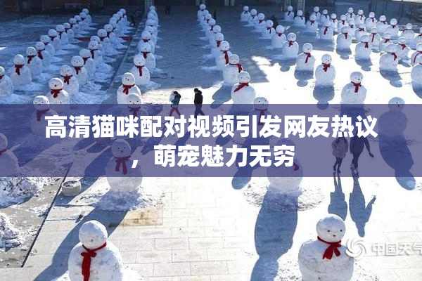 高清猫咪配对视频引发网友热议，萌宠魅力无穷