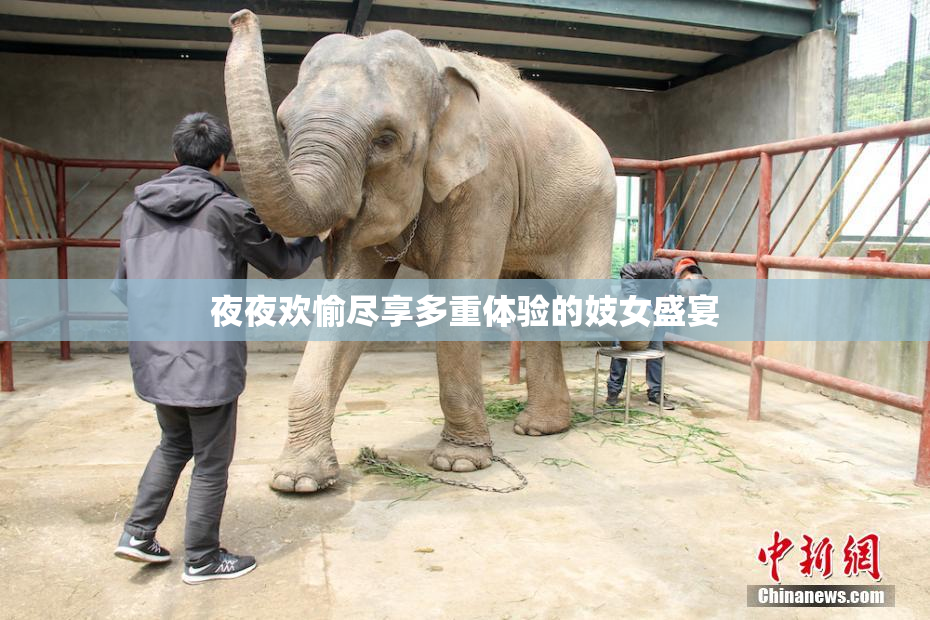 夜夜欢愉尽享多重体验的妓女盛宴
