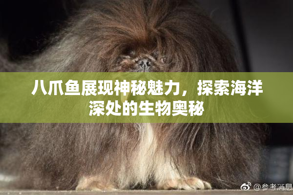 八爪鱼展现神秘魅力，探索海洋深处的生物奥秘