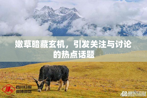 嫩草暗藏玄机，引发关注与讨论的热点话题