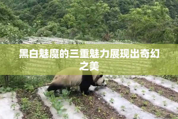 黑白魅魔的三重魅力展现出奇幻之美