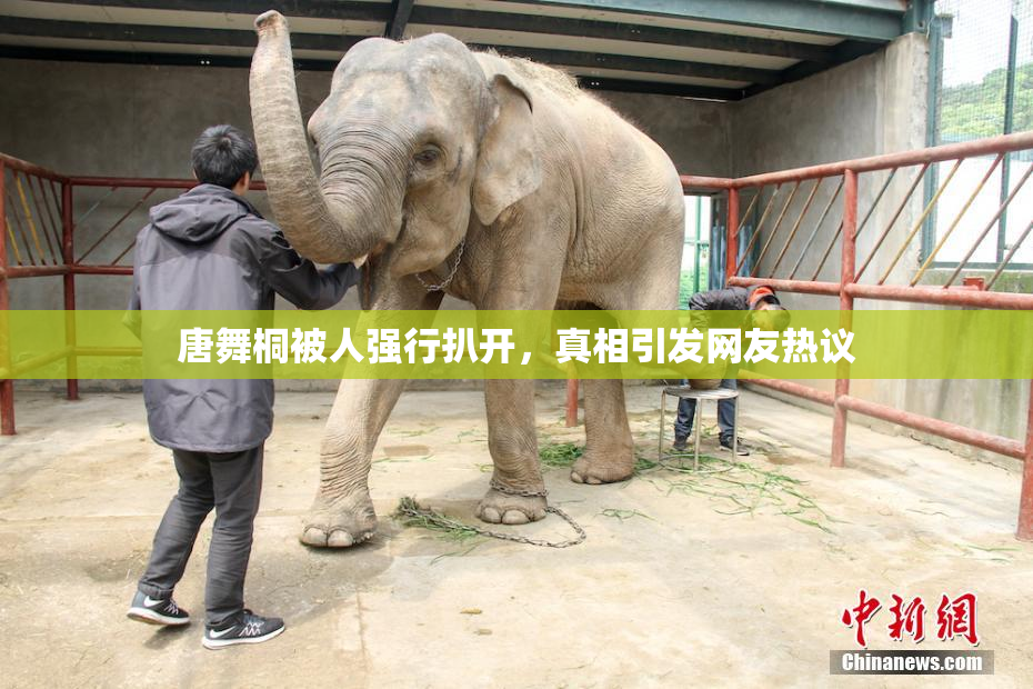 唐舞桐被人强行扒开，真相引发网友热议