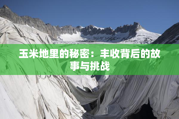 玉米地里的秘密：丰收背后的故事与挑战
