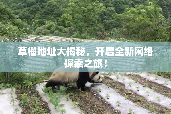 草榴地址大揭秘，开启全新网络探索之旅！