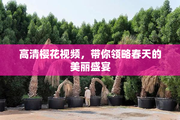 高清樱花视频，带你领略春天的美丽盛宴