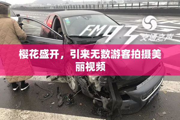 樱花盛开，引来无数游客拍摄美丽视频