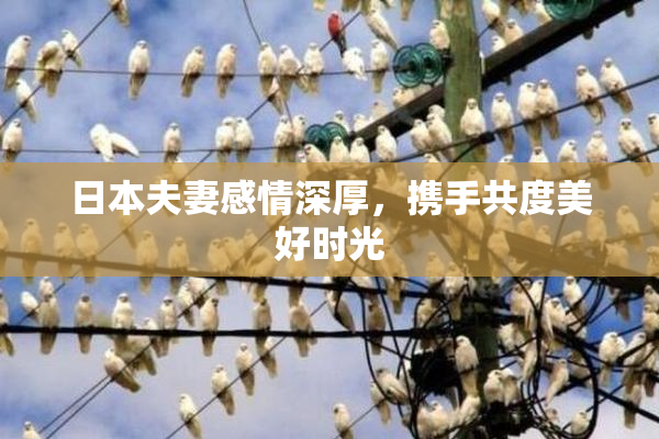 日本夫妻感情深厚，携手共度美好时光