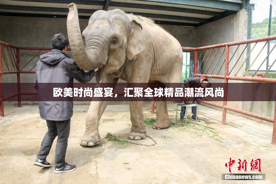 欧美时尚盛宴，汇聚全球精品潮流风尚