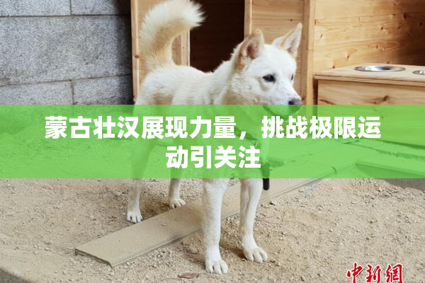 蒙古壮汉展现力量，挑战极限运动引关注