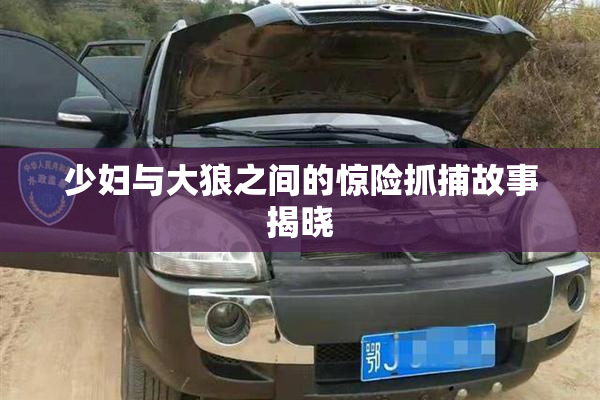 少妇与大狼之间的惊险抓捕故事揭晓