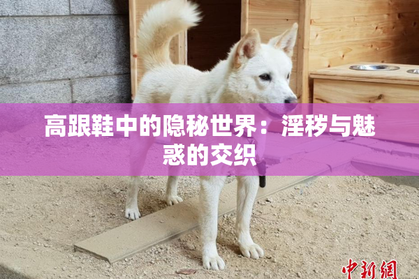 高跟鞋中的隐秘世界：淫秽与魅惑的交织