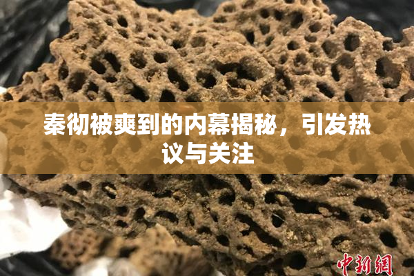 秦彻被爽到的内幕揭秘，引发热议与关注