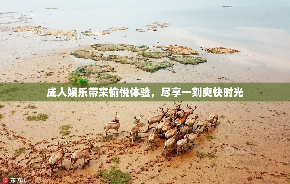成人娱乐带来愉悦体验，尽享一刻爽快时光