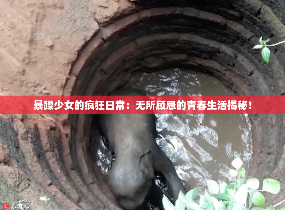 暴躁少女的疯狂日常：无所顾忌的青春生活揭秘！