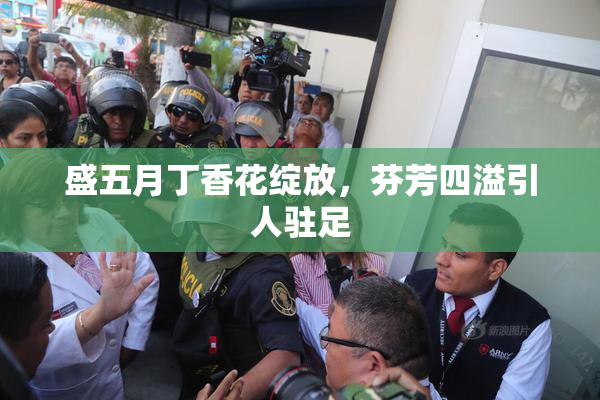 盛五月丁香花绽放，芬芳四溢引人驻足