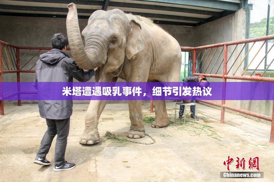 米塔遭遇吸乳事件，细节引发热议