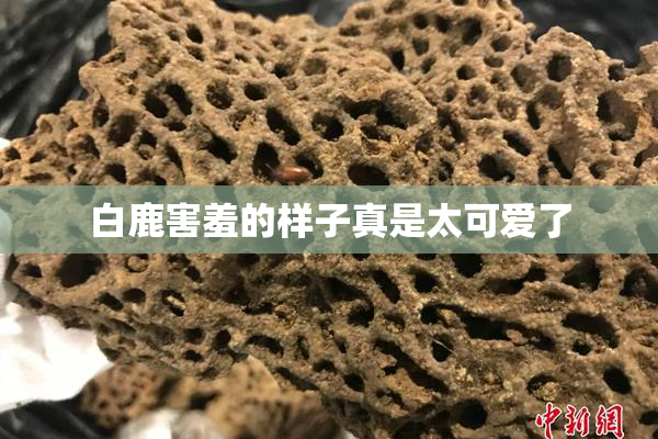 白鹿害羞的样子真是太可爱了