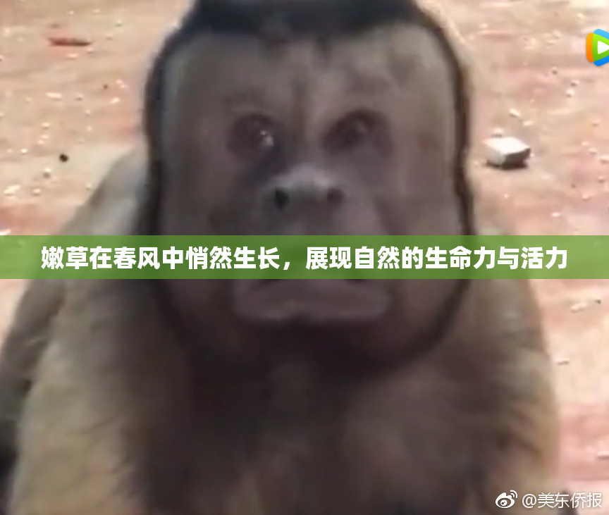 嫩草在春风中悄然生长，展现自然的生命力与活力