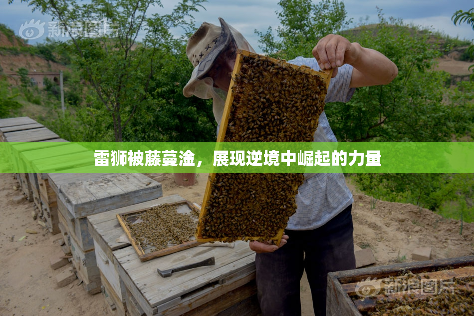 雷狮被藤蔓淦，展现逆境中崛起的力量