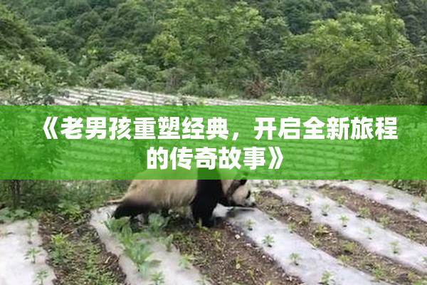 《老男孩重塑经典，开启全新旅程的传奇故事》