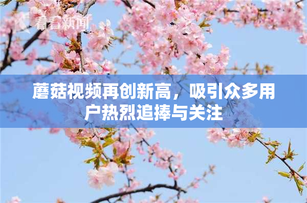 蘑菇视频再创新高，吸引众多用户热烈追捧与关注