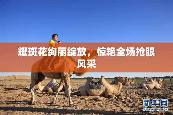 耀斑花绚丽绽放，惊艳全场抢眼风采