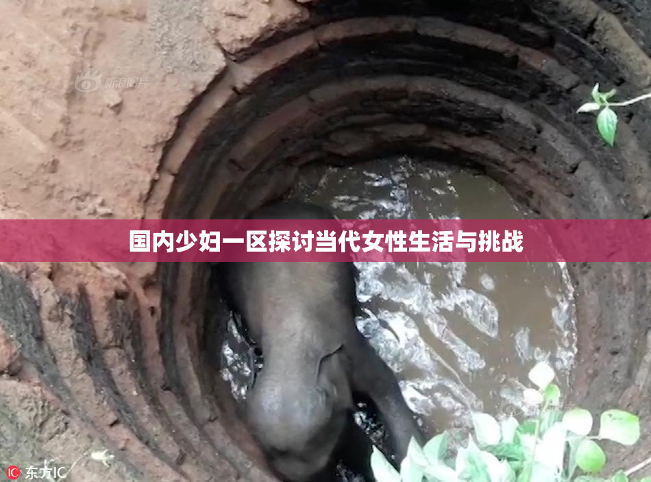国内少妇一区探讨当代女性生活与挑战
