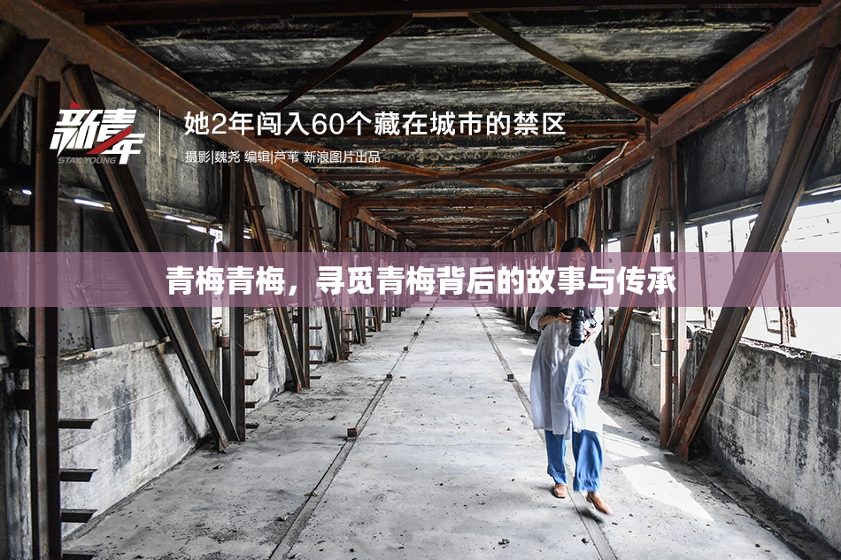 青梅青梅，寻觅青梅背后的故事与传承