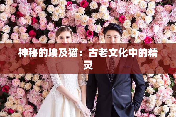 神秘的埃及猫：古老文化中的精灵