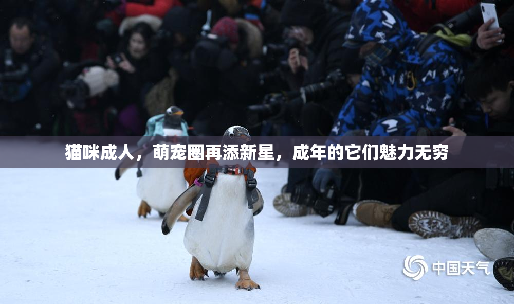 猫咪成人，萌宠圈再添新星，成年的它们魅力无穷