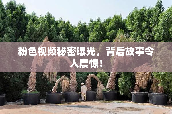 粉色视频秘密曝光，背后故事令人震惊！