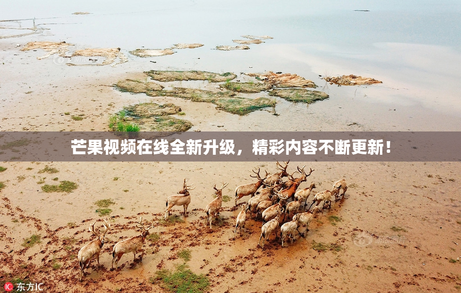芒果视频在线全新升级，精彩内容不断更新！