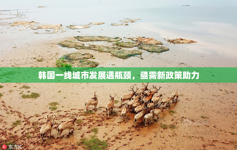 韩国一线城市发展遇瓶颈，亟需新政策助力