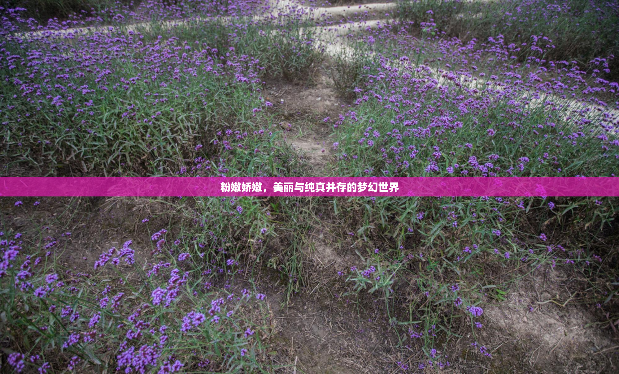 粉嫩娇嫩，美丽与纯真并存的梦幻世界