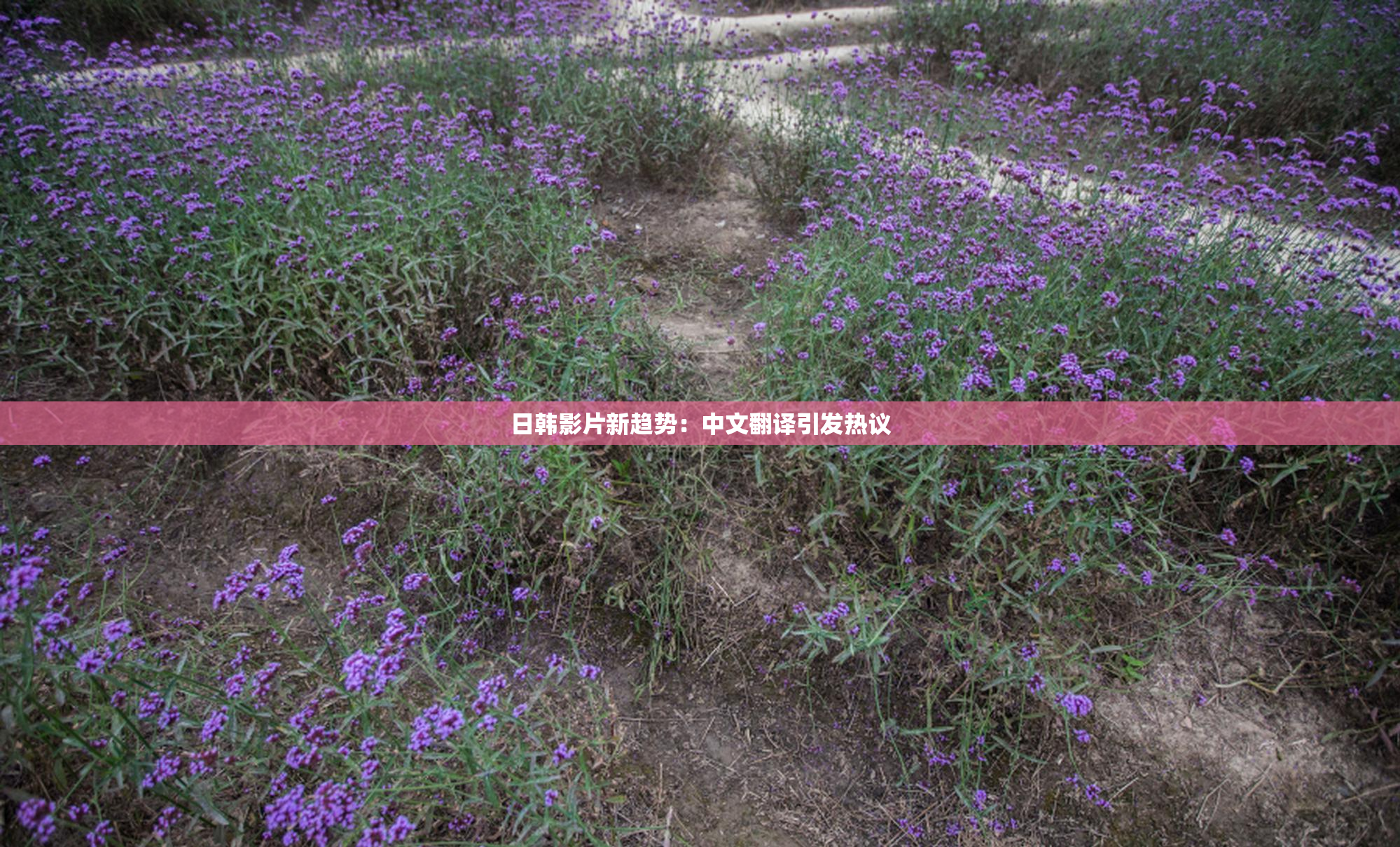 日韩影片新趋势：中文翻译引发热议