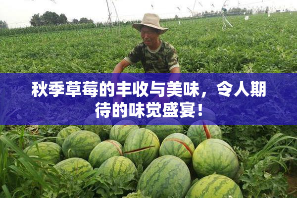 秋季草莓的丰收与美味，令人期待的味觉盛宴！