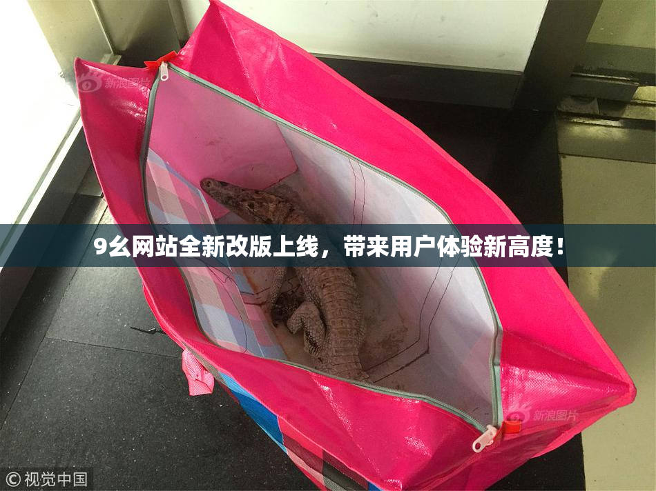 9幺网站全新改版上线，带来用户体验新高度！