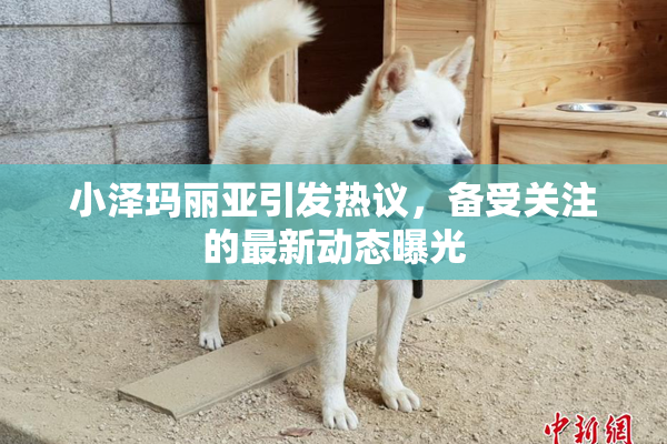 小泽玛丽亚引发热议，备受关注的最新动态曝光