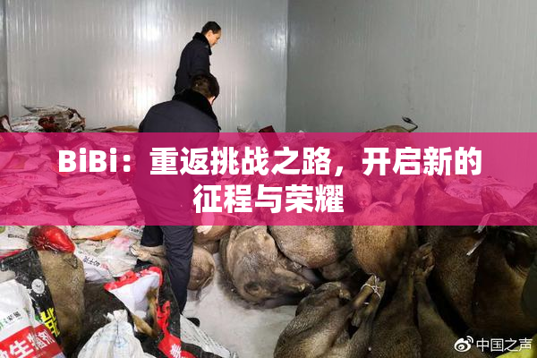 BiBi：重返挑战之路，开启新的征程与荣耀