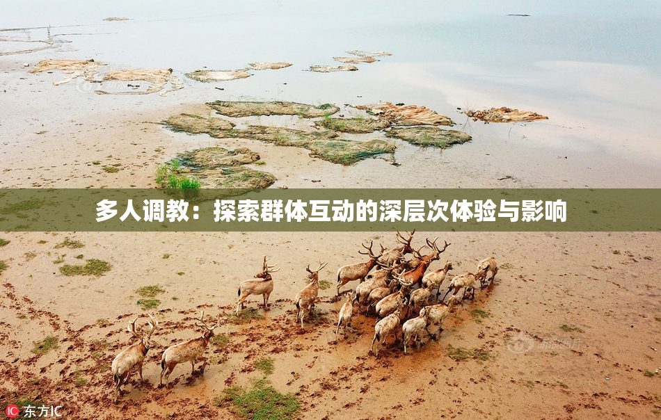 多人调教：探索群体互动的深层次体验与影响