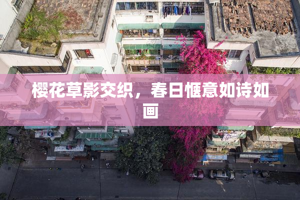 樱花草影交织，春日惬意如诗如画