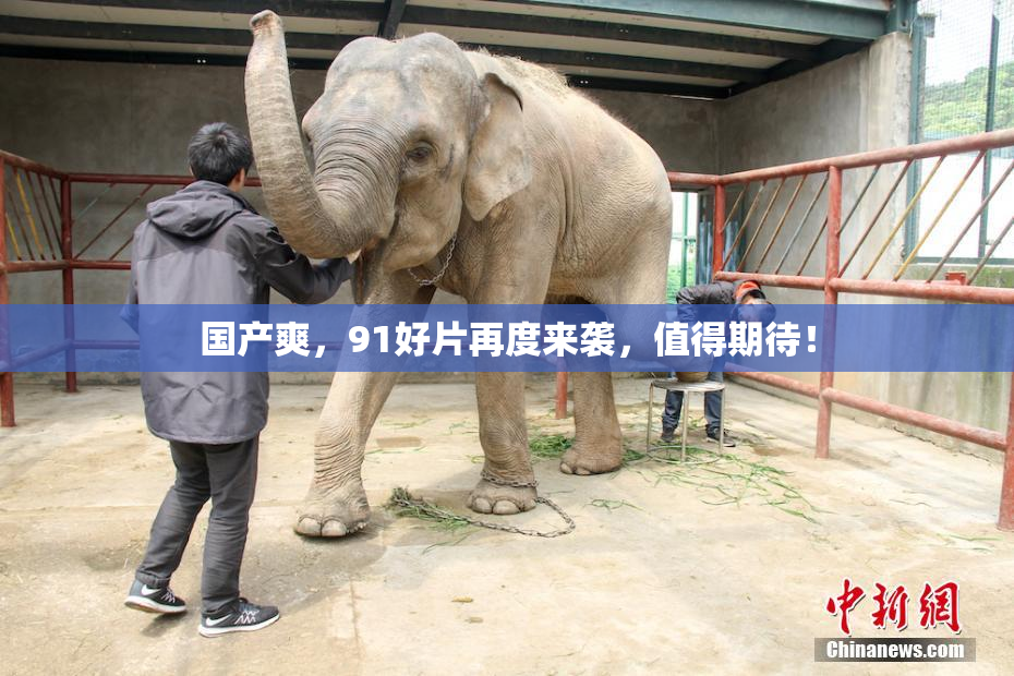 国产爽，91好片再度来袭，值得期待！