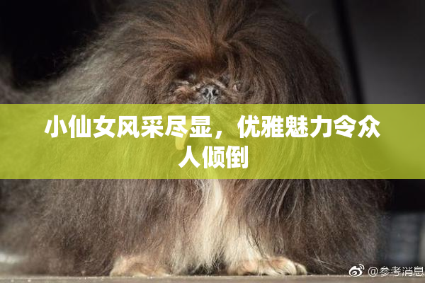 小仙女风采尽显，优雅魅力令众人倾倒