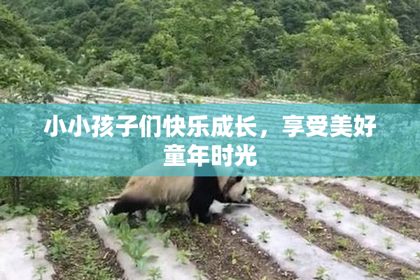 小小孩子们快乐成长，享受美好童年时光