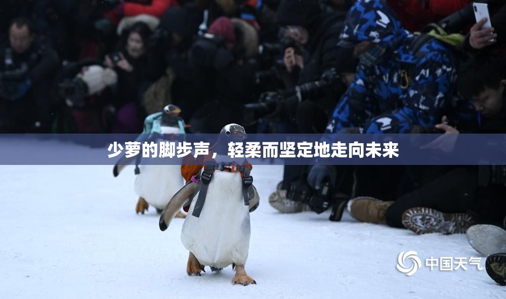少萝的脚步声，轻柔而坚定地走向未来